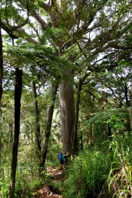 Hugging Kauri tree in Herikino forest